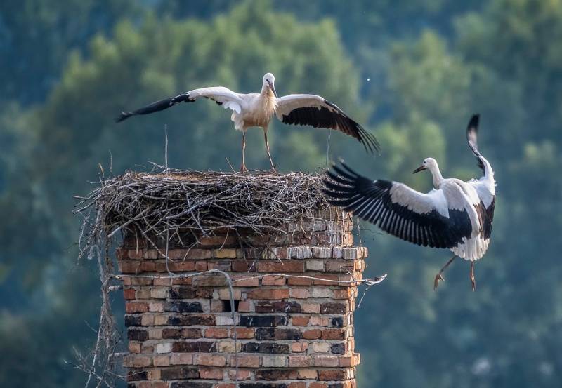 Expert Chimney Animal Removal in Chelsea, MA Professional Chimney Animal Removal Services in Chelsea, Massachusetts