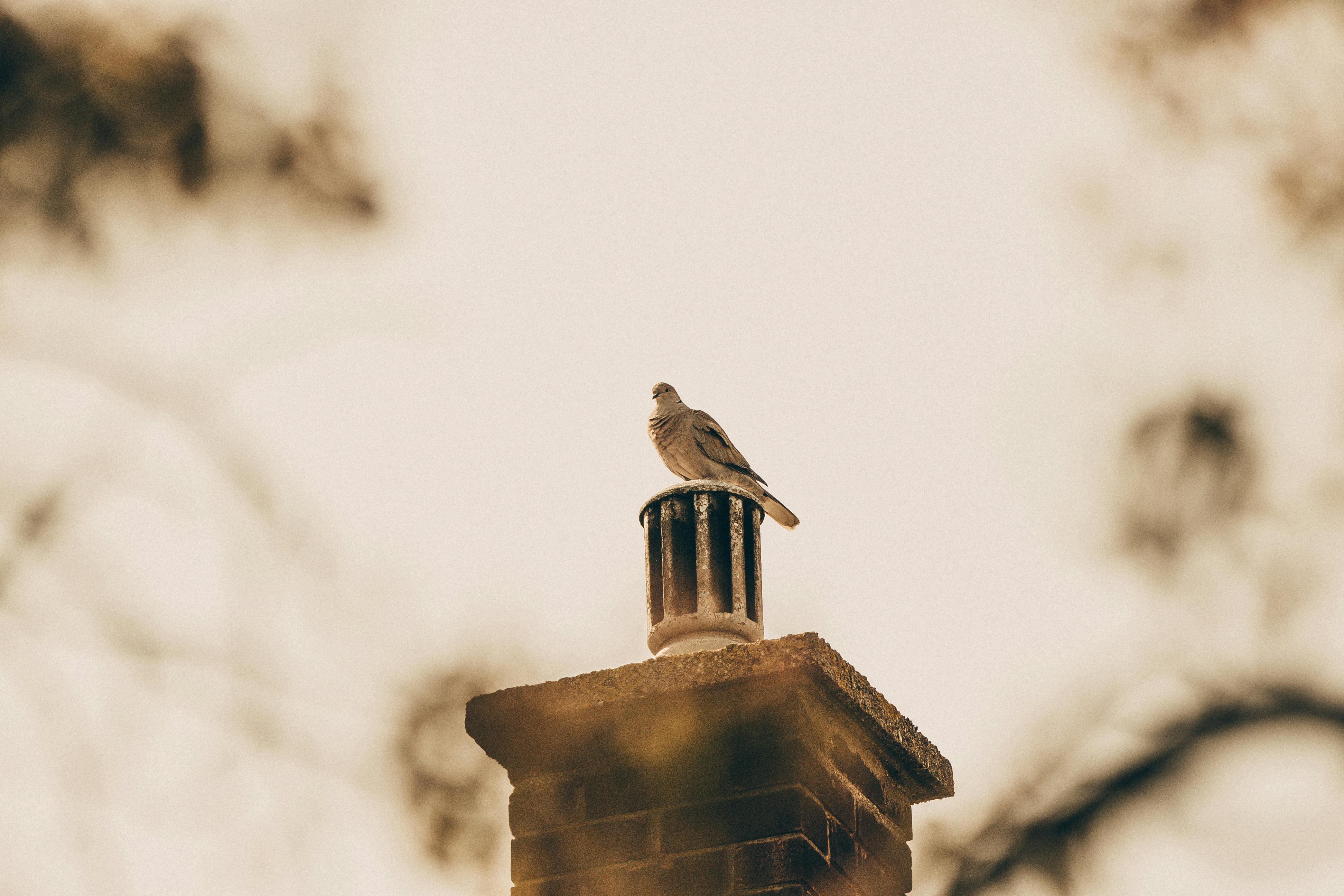 Quality Chimney Caps and Dampers Installation in Chelsea, MA Professional Chimney Cap and Damper In Chelsea Massachusetts